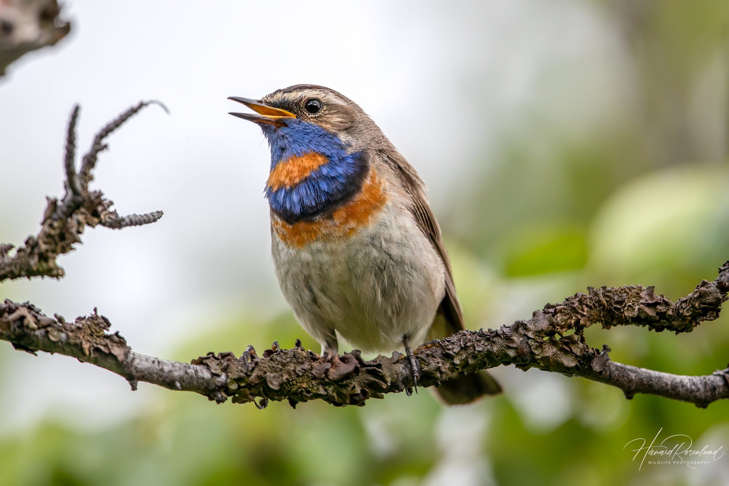 Blåstrupe (Luscinia svecica) @ Fokstumyra Naturreservat. Foto: Håvard Rosenlund