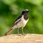 White-browed Wagtail (Motacilla maderaspatensis) @ Satpura National Park, India. Photo: Håvard Rosenlund