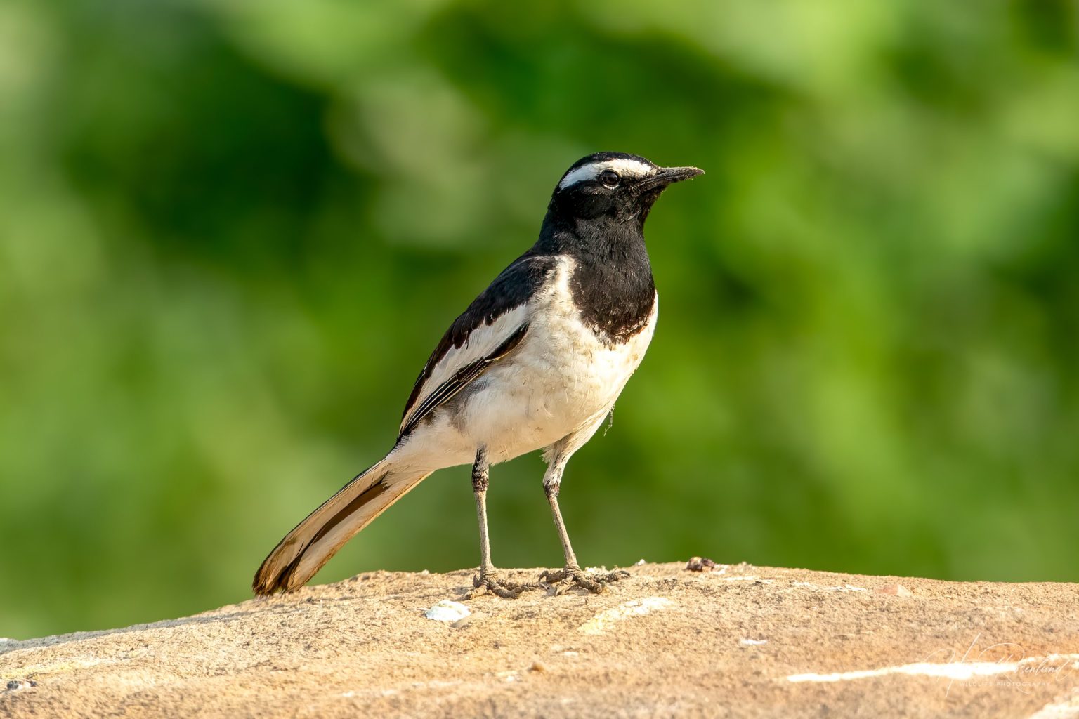 Skjæreerle (Motacilla maderaspatensis) @ Satpura National Park, India. Foto: Håvard Rosenlund