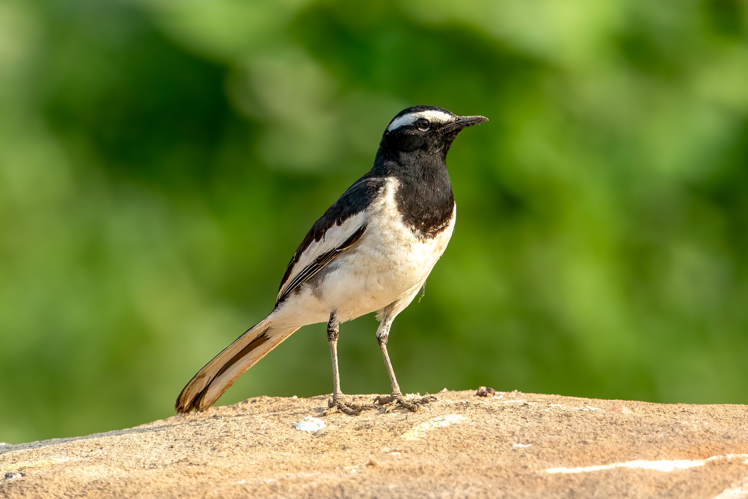 Skjæreerle (Motacilla maderaspatensis) @ Satpura National Park, India. Foto: Håvard Rosenlund