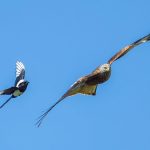 Red Kite (Milvus milvus) @ Ystad, Sweden. Photo: Håvard Rosenlund