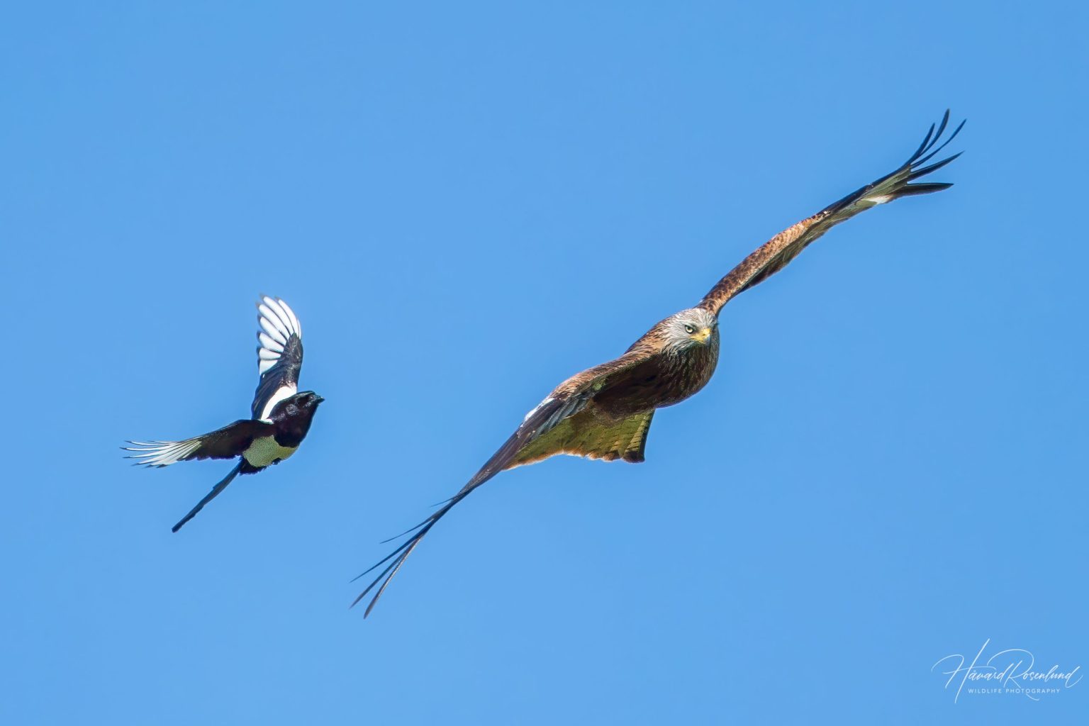 Red Kite (Milvus milvus) @ Ystad, Sweden. Photo: Håvard Rosenlund
