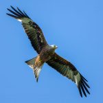 Red Kite (Milvus milvus) @ Ystad, Sweden. Photo: Håvard Rosenlund