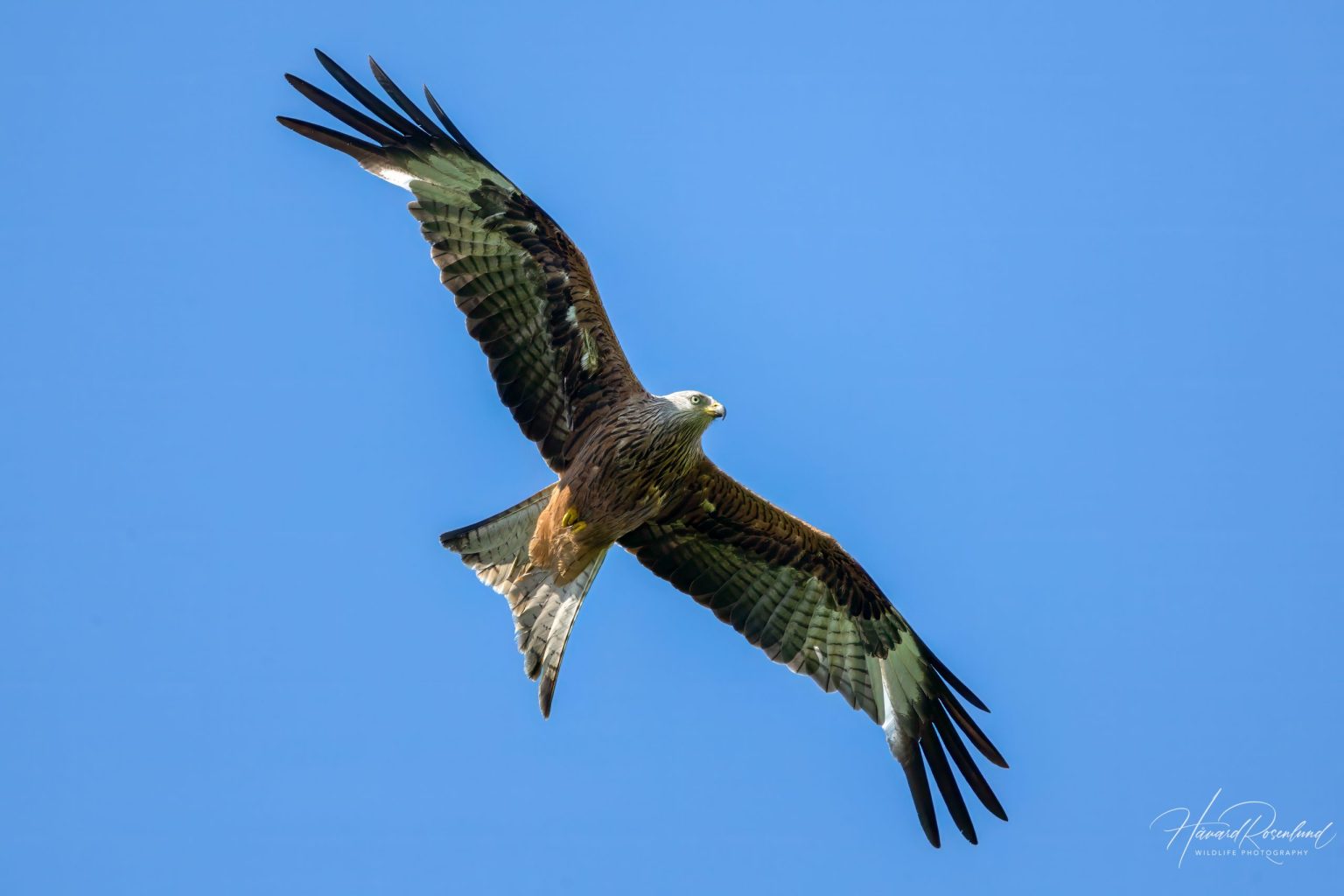 Red Kite (Milvus milvus) @ Ystad, Sweden. Photo: Håvard Rosenlund