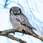 Northern Hawk-Owl (Surnia ulula) @ Kråkstad, Norway. Photo: Håvard Rosenlund
