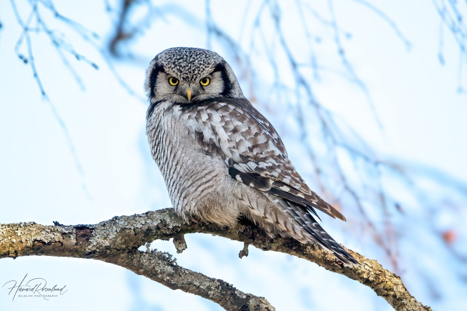 Northern Hawk-Owl (Surnia ulula) @ Kråkstad, Norway. Photo: Håvard Rosenlund