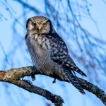 Northern Hawk-Owl (Surnia ulula) @ Kråkstad, Norway. Photo: Håvard Rosenlund