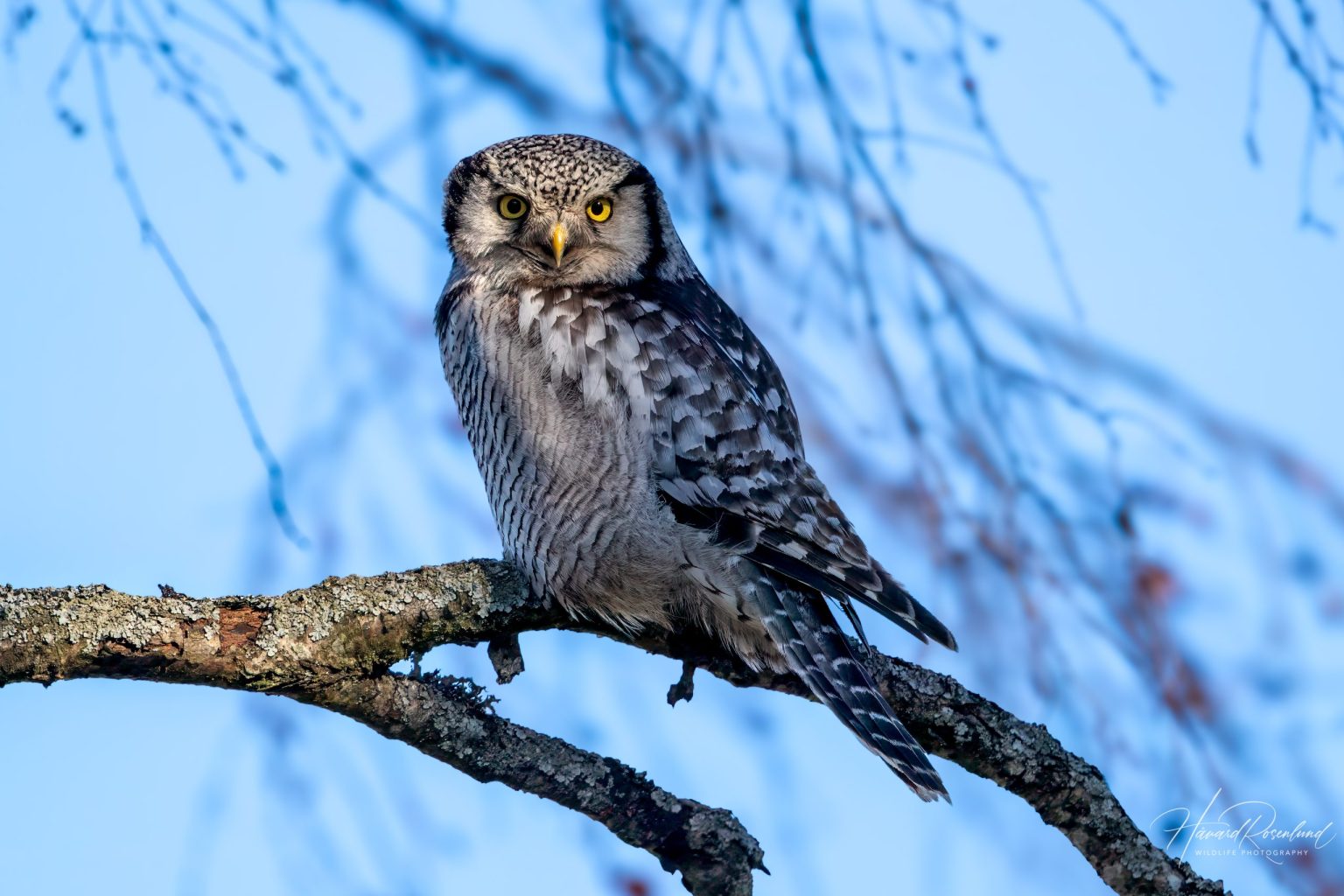 Northern Hawk-Owl (Surnia ulula) @ Kråkstad, Norway. Photo: Håvard Rosenlund