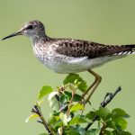 Wood Sandpiper (Tringa glareola) @ Fokstumyra Nature Reserve, Norway. Photo: Håvard Rosenlund