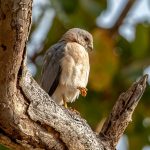Shikra (Accipiter badius) @ Kanha National Park, India. Photo: Håvard Rosenlund