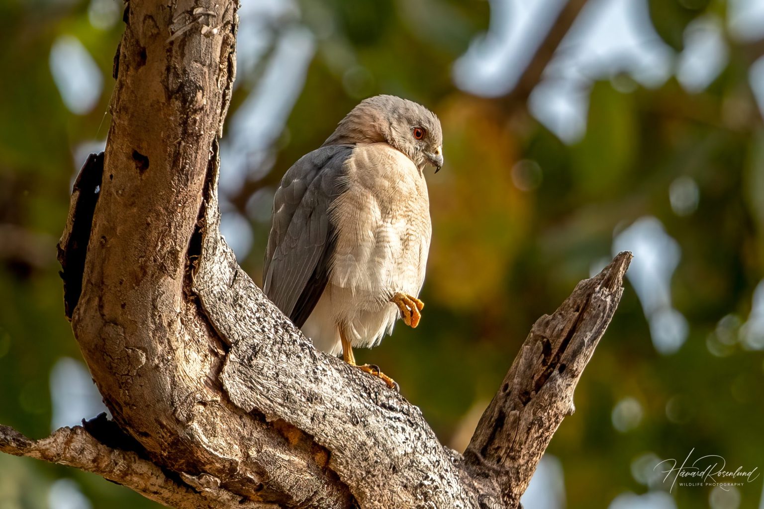 Shikrahauk (Accipiter badius) @ Kanha National Park, India. Foto: Håvard Rosenlund