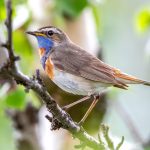 Bluethroat (Luscinia svecica) @ Fokstumyra Nature Reserve, Norway. Photo: Håvard Rosenlund