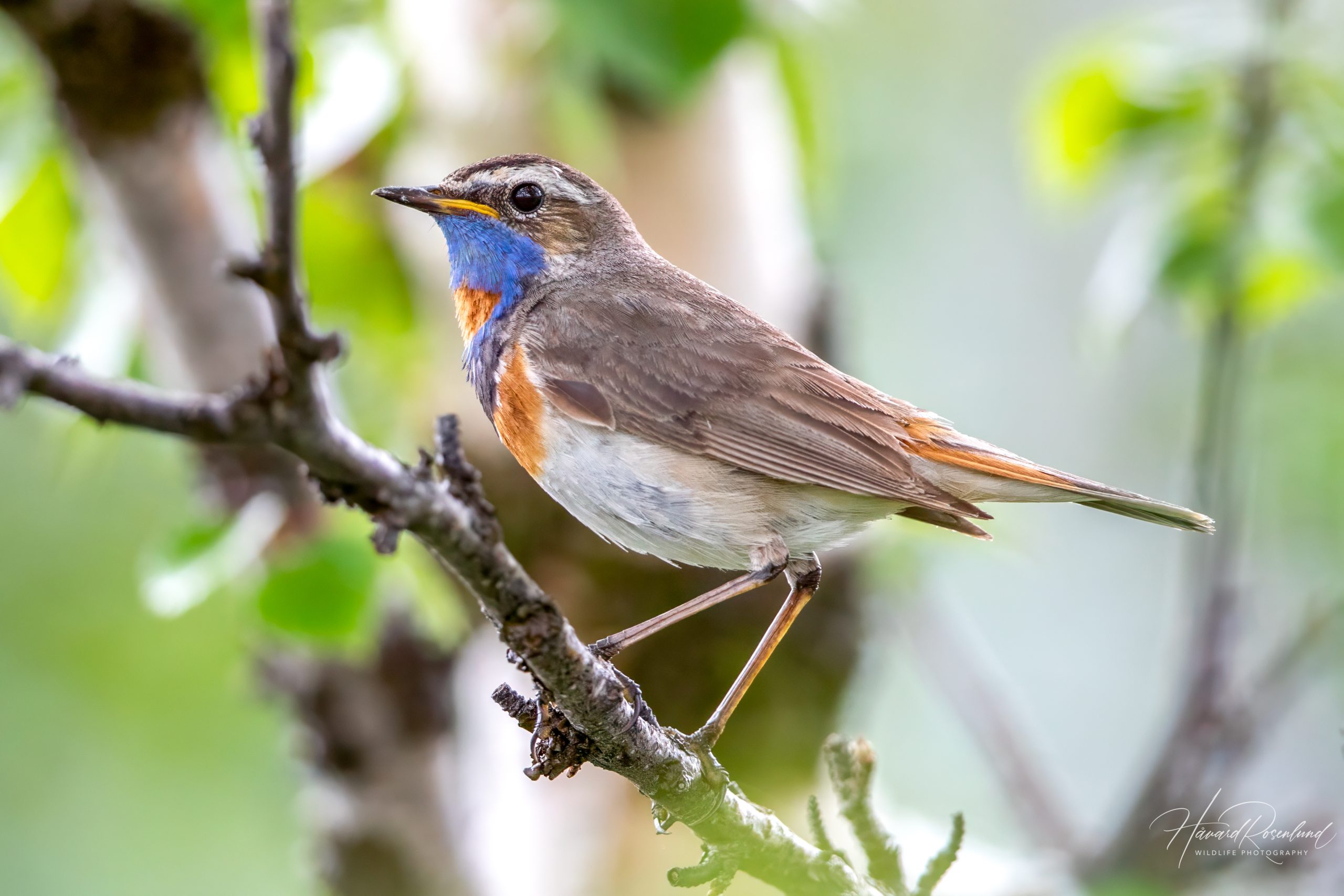 Blåstrupe (Luscinia svecica) @ Fokstumyra Naturreservat. Foto: Håvard Rosenlund