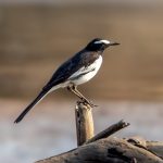 White-browed Wagtail (Motacilla maderaspatensis) @ Satpura National Park, India. Photo: Håvard Rosenlund