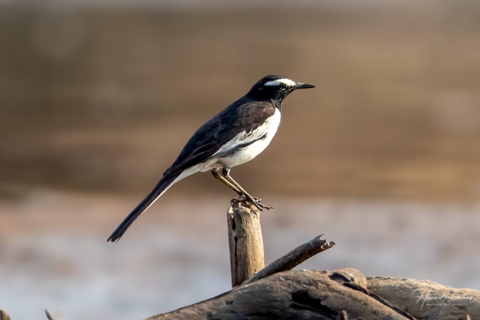 White-browed Wagtail (Motacilla maderaspatensis) @ Satpura National Park, India. Photo: Håvard Rosenlund