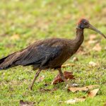 Red-naped Ibis (Pseudibis papillosa) @ Kanha National Park, India. Photo: Håvard Rosenlund