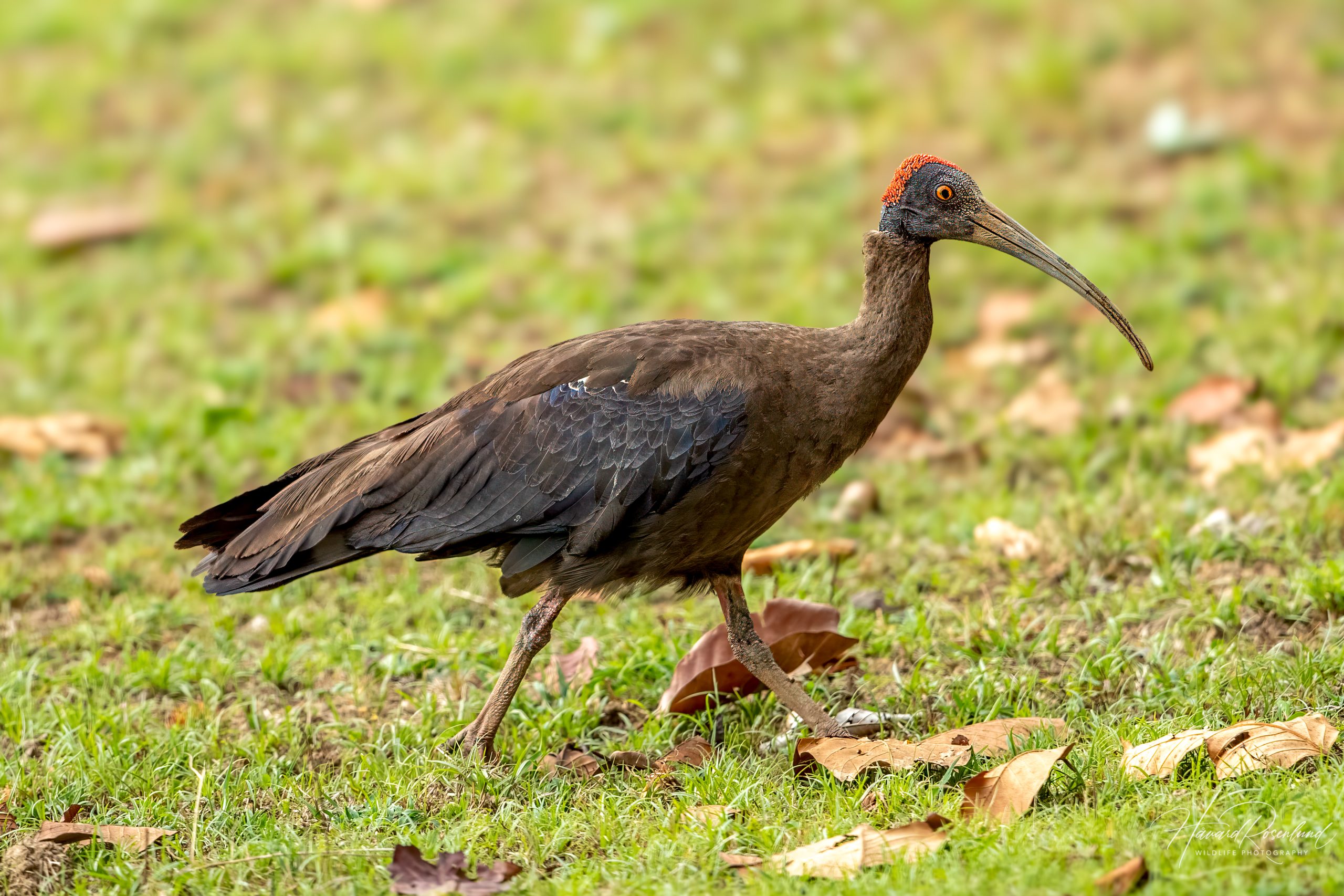Rødvorteibis (Pseudibis papillosa) @ Kanha National Park, India. Foto: Håvard Rosenlund