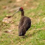 Red-naped Ibis (Pseudibis papillosa) @ Kanha National Park, India. Photo: Håvard Rosenlund