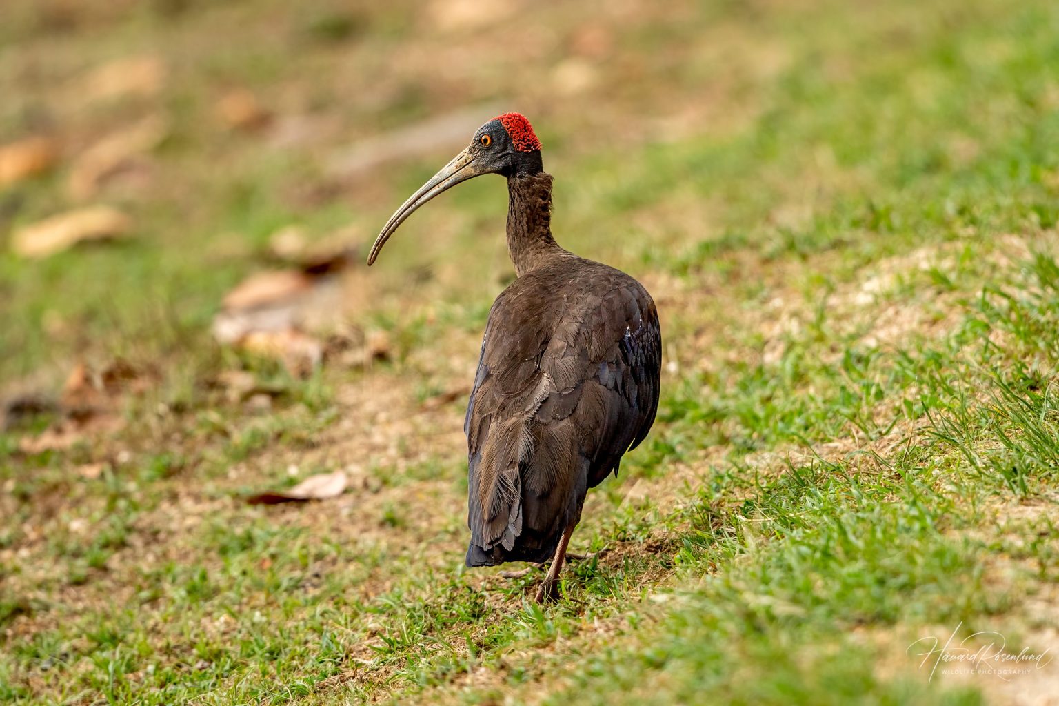 Red-naped Ibis (Pseudibis papillosa) @ Kanha National Park, India. Photo: Håvard Rosenlund