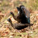 Red-naped Ibis (Pseudibis papillosa) @ Kanha National Park, India. Photo: Håvard Rosenlund