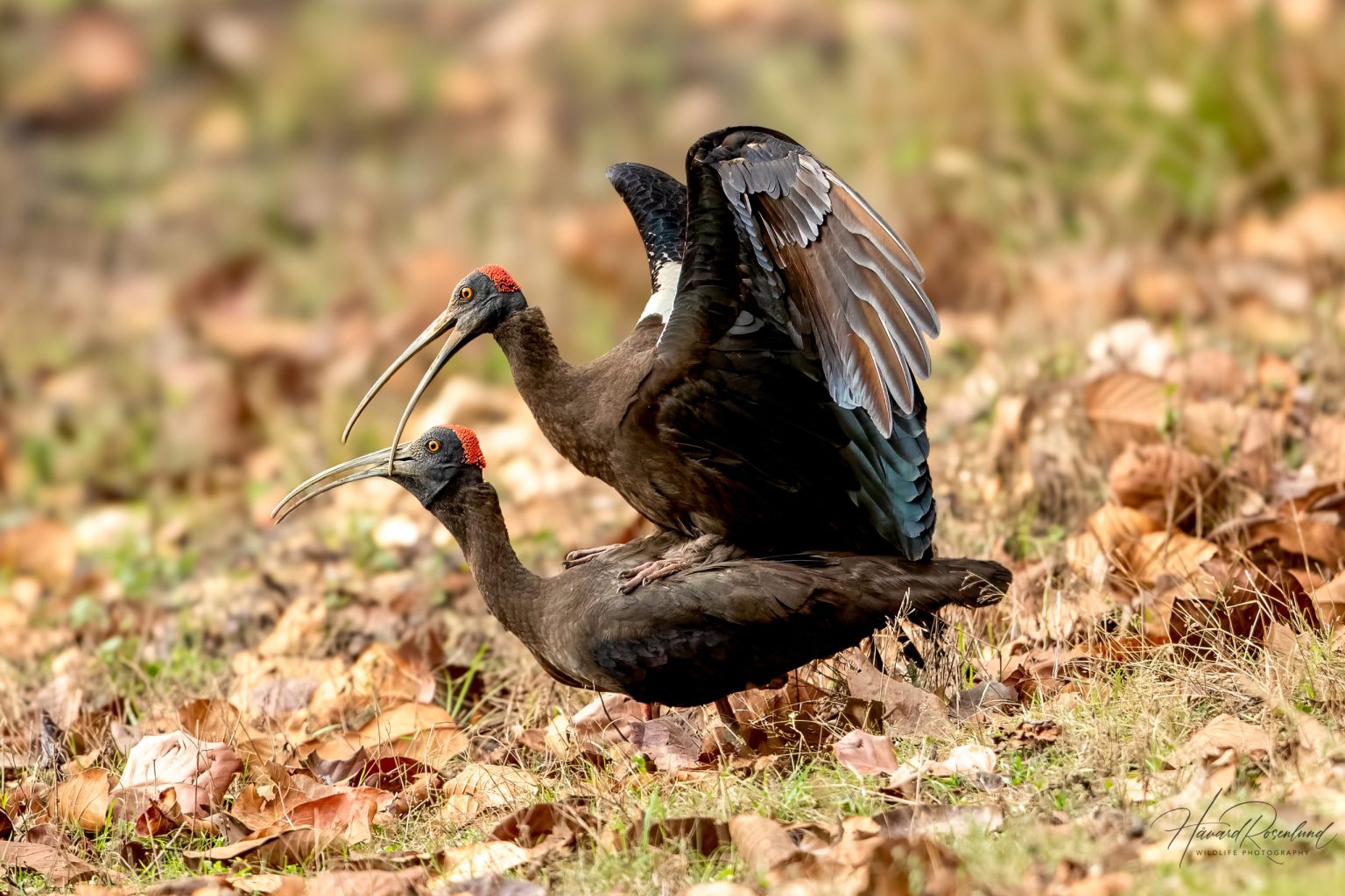 Red-naped Ibis (Pseudibis papillosa) @ Kanha National Park, India. Photo: Håvard Rosenlund