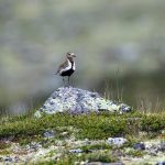 European Golden Plover (Pluvialis apricaria) @ Dovrefjell-Sunndalsfjella National Park, Norway. Photo: Håvard Rosenlund