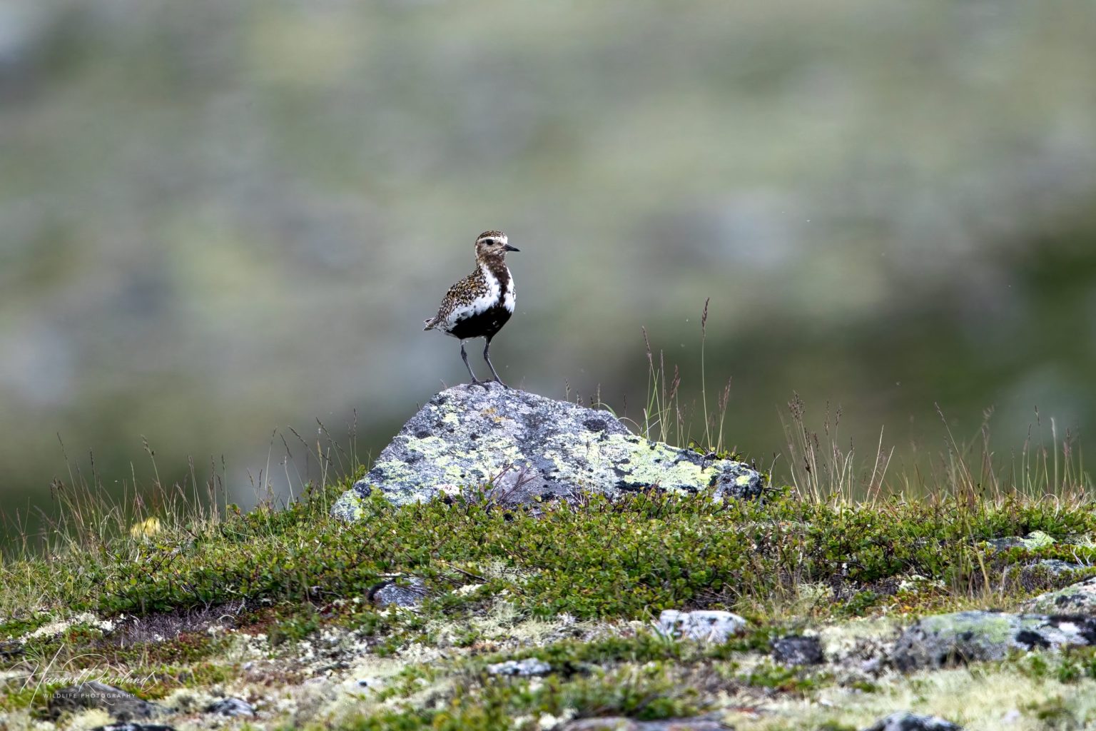 European Golden Plover (Pluvialis apricaria) @ Dovrefjell-Sunndalsfjella National Park, Norway. Photo: Håvard Rosenlund