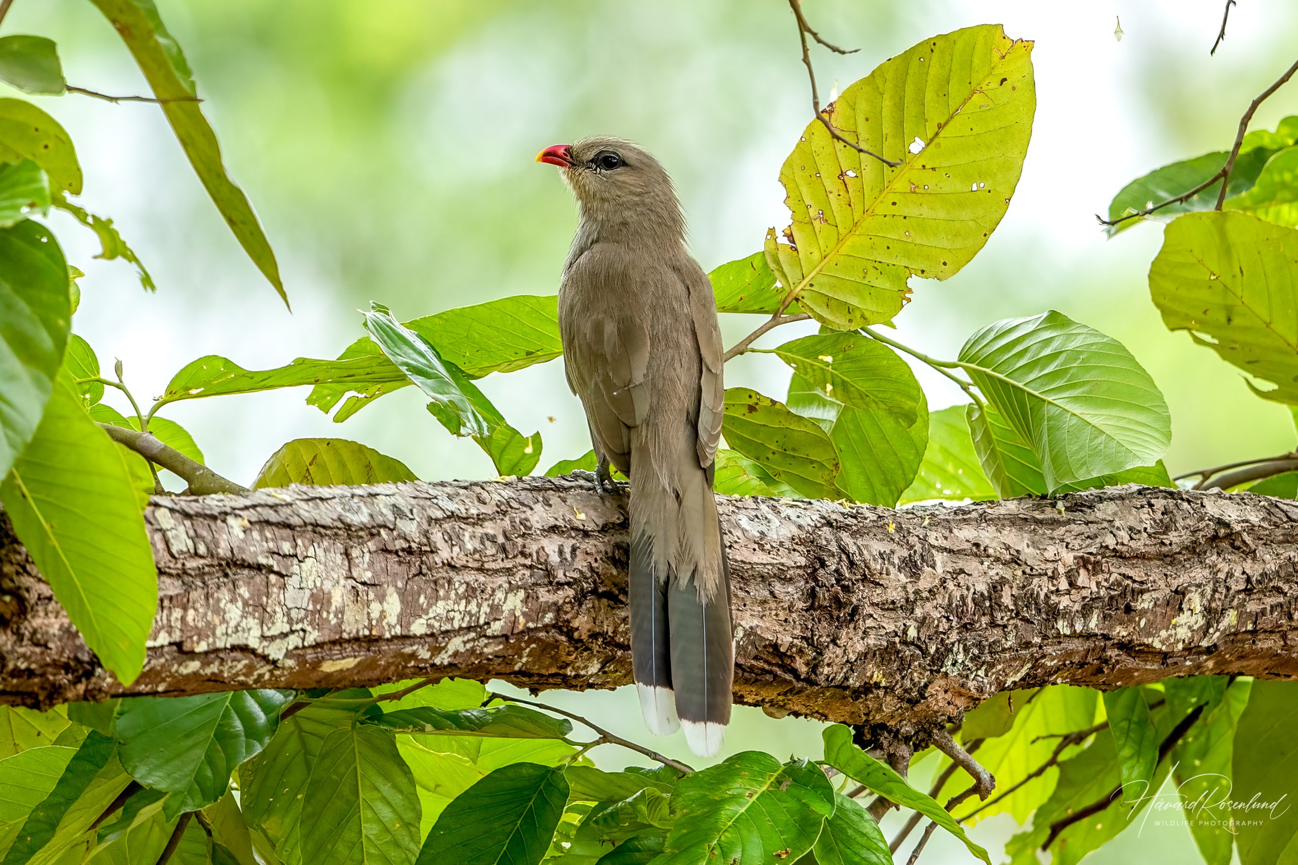 Sirkirmalkoha (Taccocua leschenaultii) @ Kanha National Park, India. Foto: Håvard Rosenlund