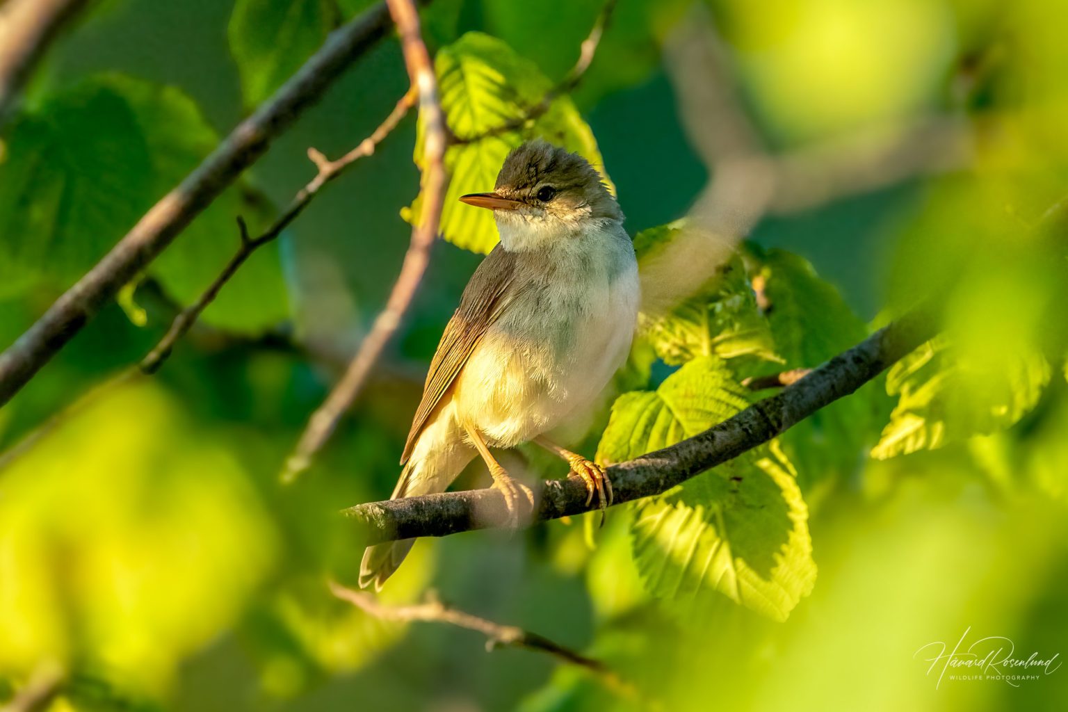Marsh Warbler (Acrocephalus palustris) @ Ystad, Sweden. Photo: Håvard Rosenlund