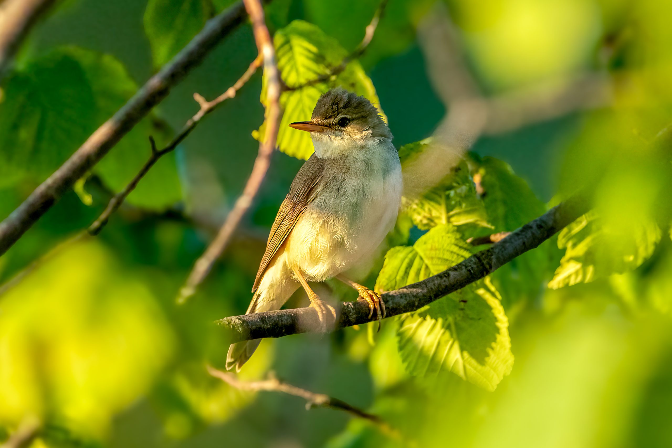 Marsh Warbler (Acrocephalus palustris) @ Ystad, Sweden. Photo: Håvard Rosenlund