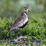 European Golden Plover (Pluvialis apricaria) @ Dovrefjell-Sunndalsfjella National Park, Norway. Photo: Håvard Rosenlund
