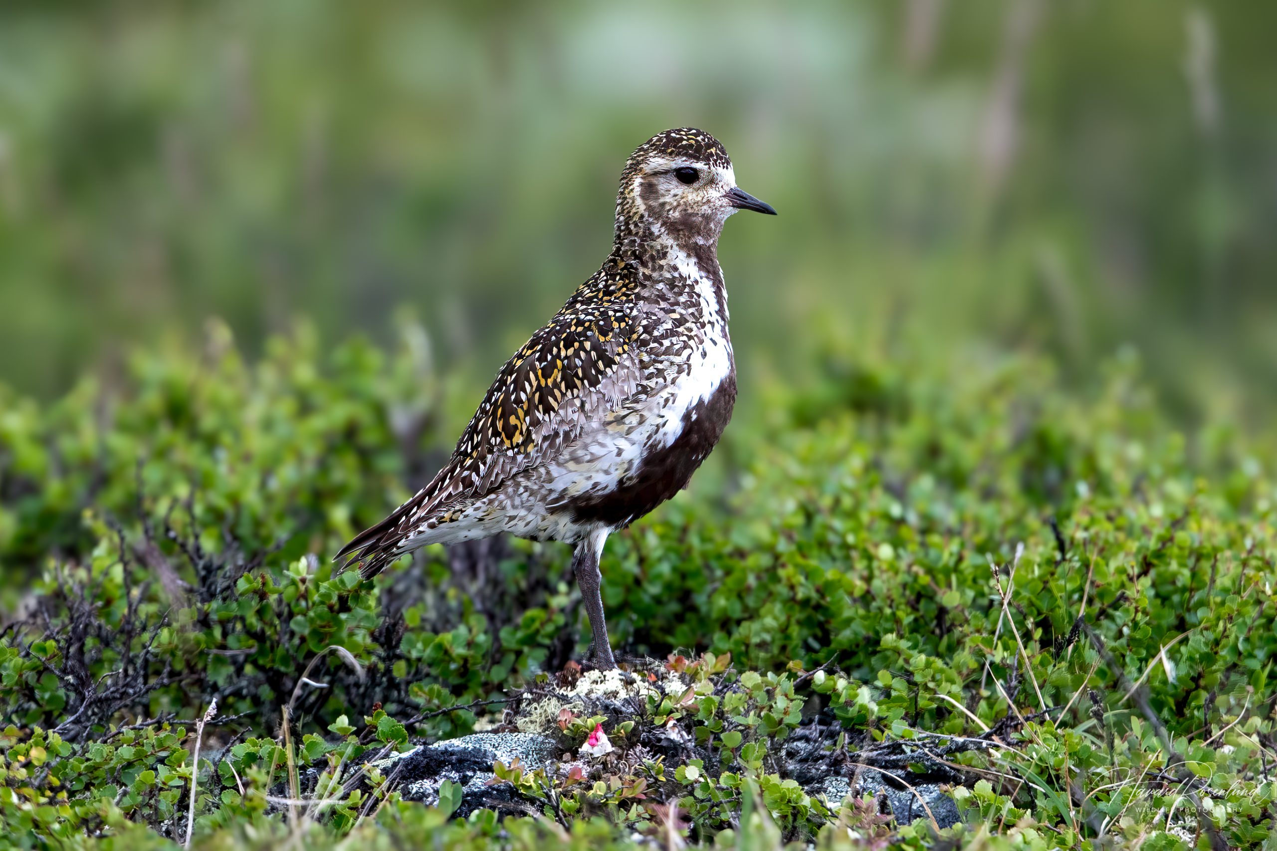 Heilo (Pluvialis apricaria) @ Dovrefjell-Sunndalsfjella Nasjonalpark. Foto: Håvard Rosenlund