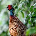Common Pheasant (Phasianus colchicus) @ Ystad, Sweden. Photo: Håvard Rosenlund