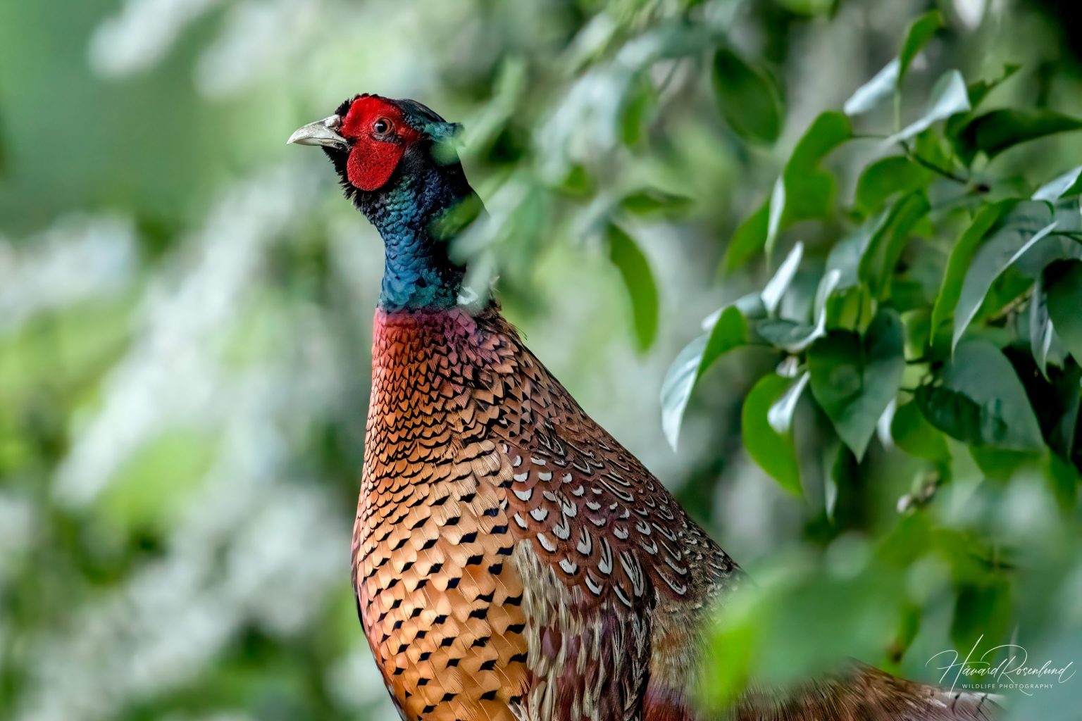 Common Pheasant (Phasianus colchicus) @ Ystad, Sweden. Photo: Håvard Rosenlund
