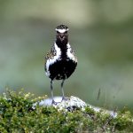 European Golden Plover (Pluvialis apricaria) @ Dovrefjell-Sunndalsfjella National Park, Norway. Photo: Håvard Rosenlund