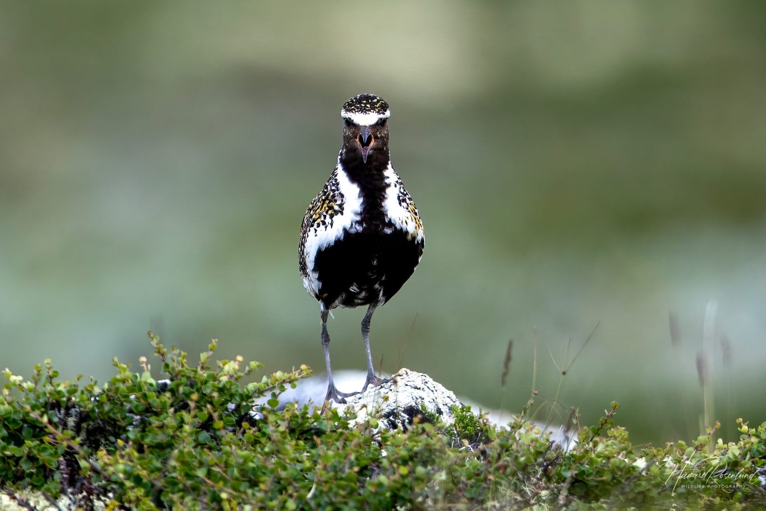 European Golden Plover (Pluvialis apricaria) @ Dovrefjell-Sunndalsfjella National Park, Norway. Photo: Håvard Rosenlund