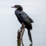 Little Cormorant (Microcarbo niger) @ Kanha National Park, India. Photo: Håvard Rosenlund