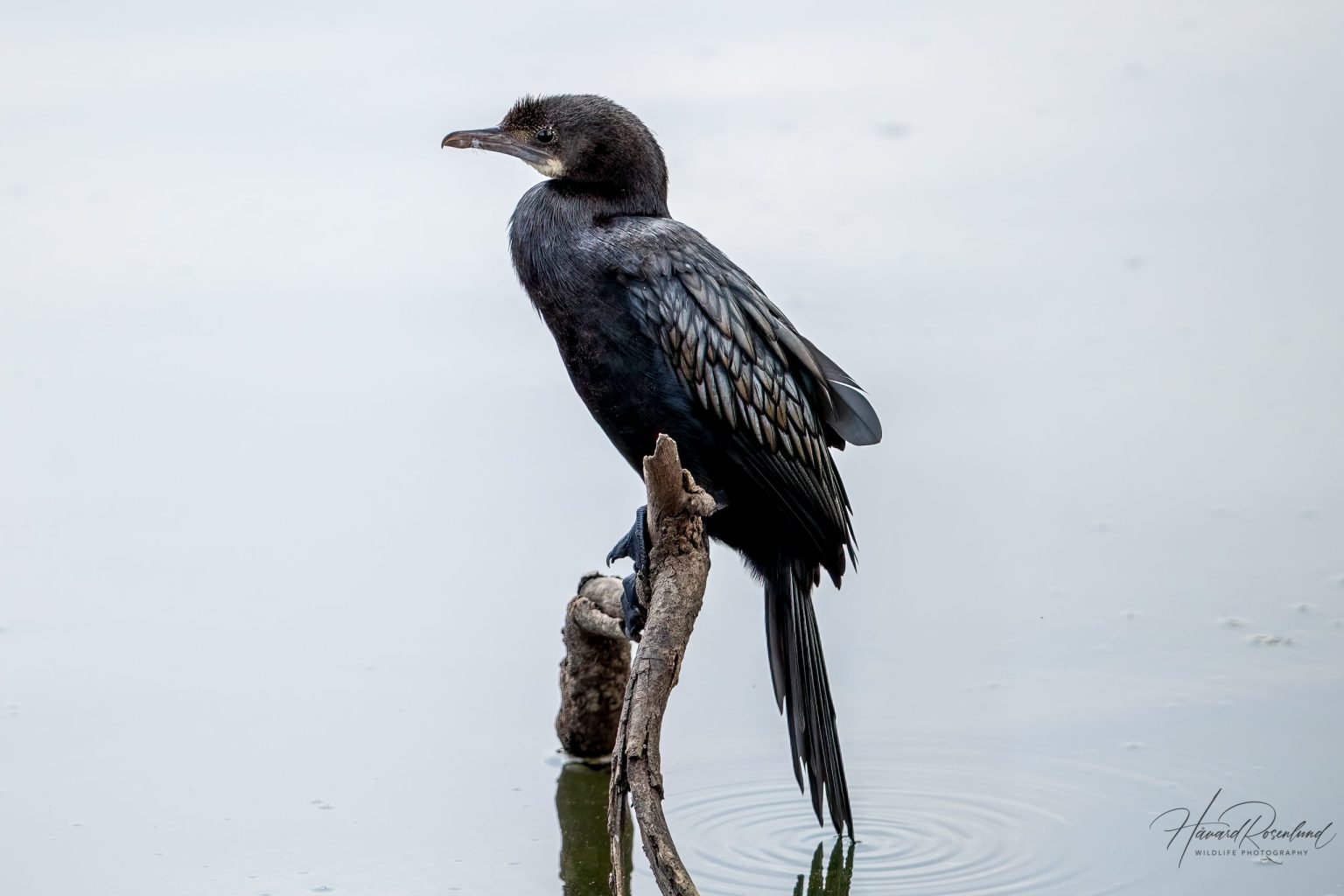 Little Cormorant (Microcarbo niger) @ Kanha National Park, India. Photo: Håvard Rosenlund