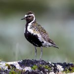 European Golden Plover (Pluvialis apricaria) @ Dovrefjell-Sunndalsfjella National Park, Norway. Photo: Håvard Rosenlund