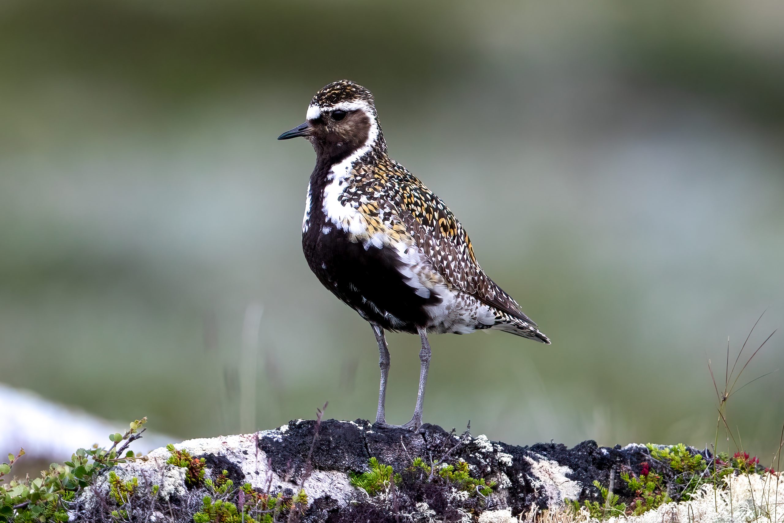 Heilo (Pluvialis apricaria) @ Dovrefjell-Sunndalsfjella Nasjonalpark. Foto: Håvard Rosenlund