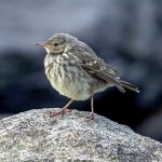 Rock Pipit (Anthus petrosus) @ Lista, Norway. Photo: Håvard Rosenlund