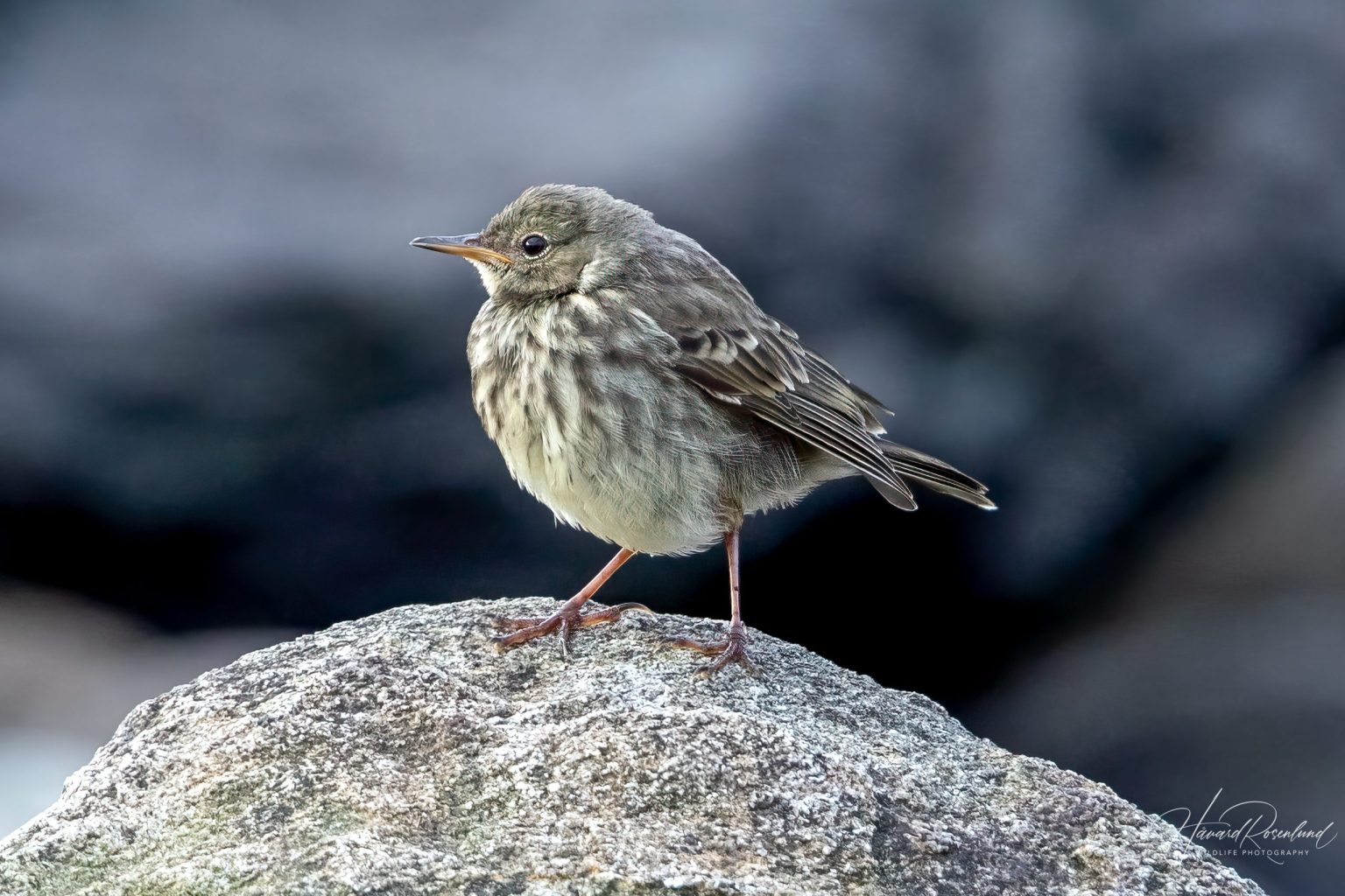 Rock Pipit (Anthus petrosus) @ Lista, Norway. Photo: Håvard Rosenlund