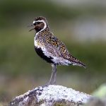 European Golden Plover (Pluvialis apricaria) @ Dovrefjell-Sunndalsfjella National Park, Norway. Photo: Håvard Rosenlund