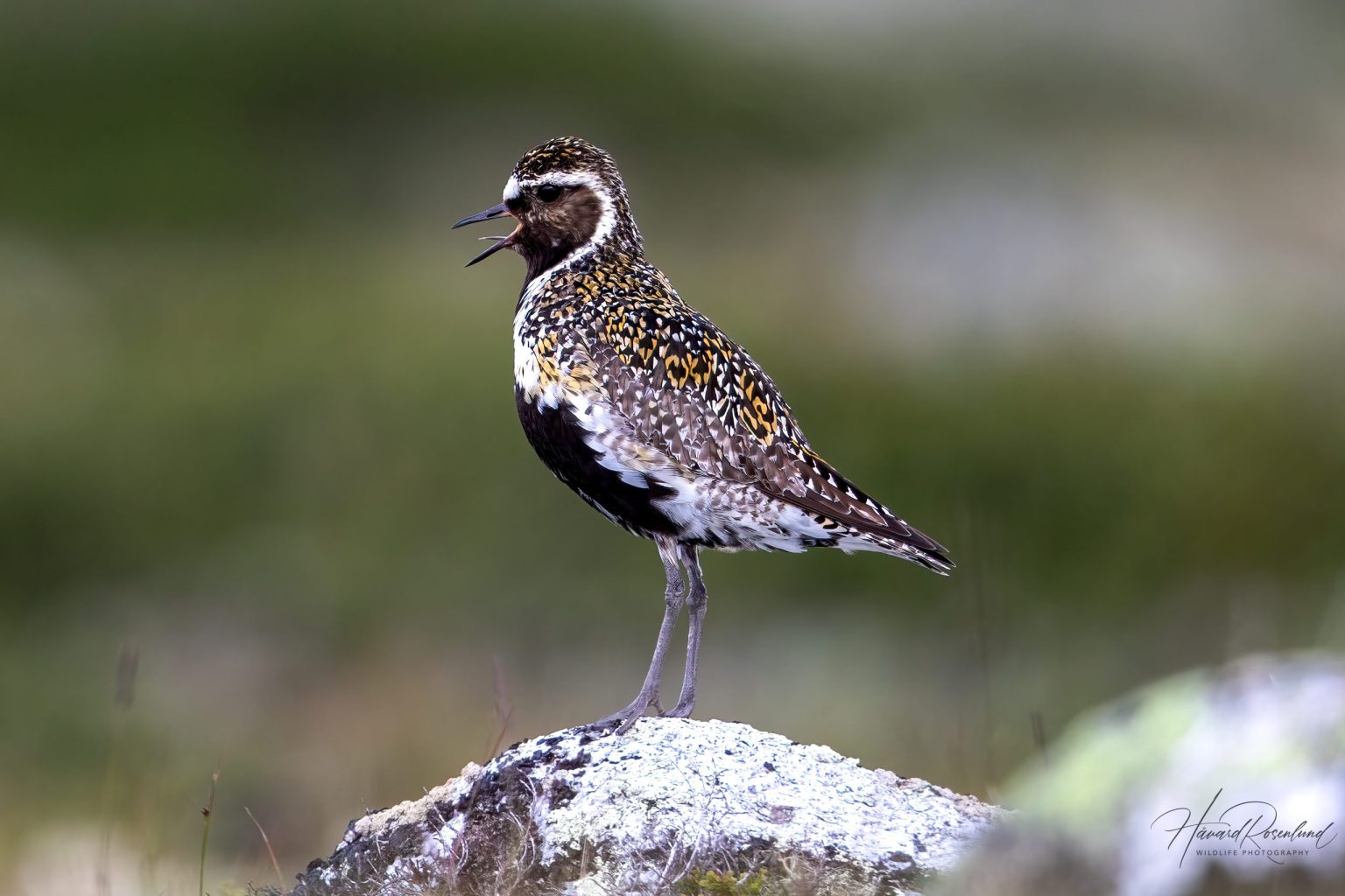 European Golden Plover (Pluvialis apricaria) @ Dovrefjell-Sunndalsfjella National Park, Norway. Photo: Håvard Rosenlund