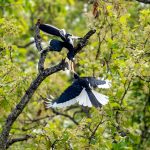 Malabar Pied Hornbill (Anthracoceros coronatus) @ Kanha National Park, India. Photo: Håvard Rosenlund