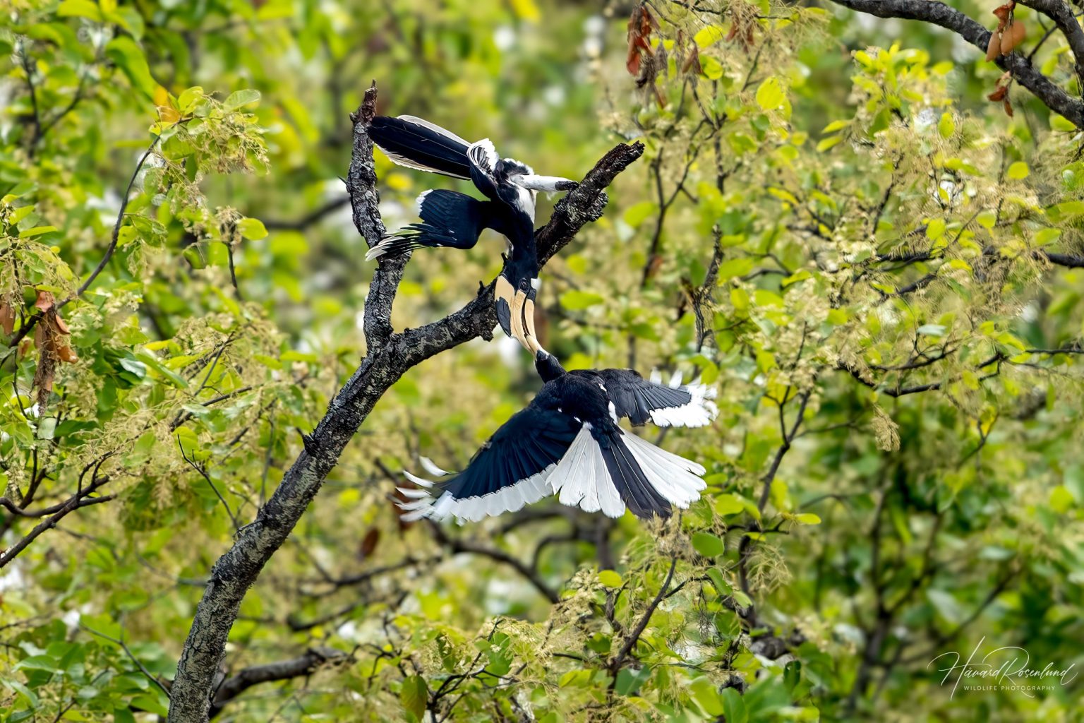 Malabar Pied Hornbill (Anthracoceros coronatus) @ Kanha National Park, India. Photo: Håvard Rosenlund