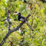 Malabar Pied Hornbill (Anthracoceros coronatus) @ Kanha National Park, India. Photo: Håvard Rosenlund