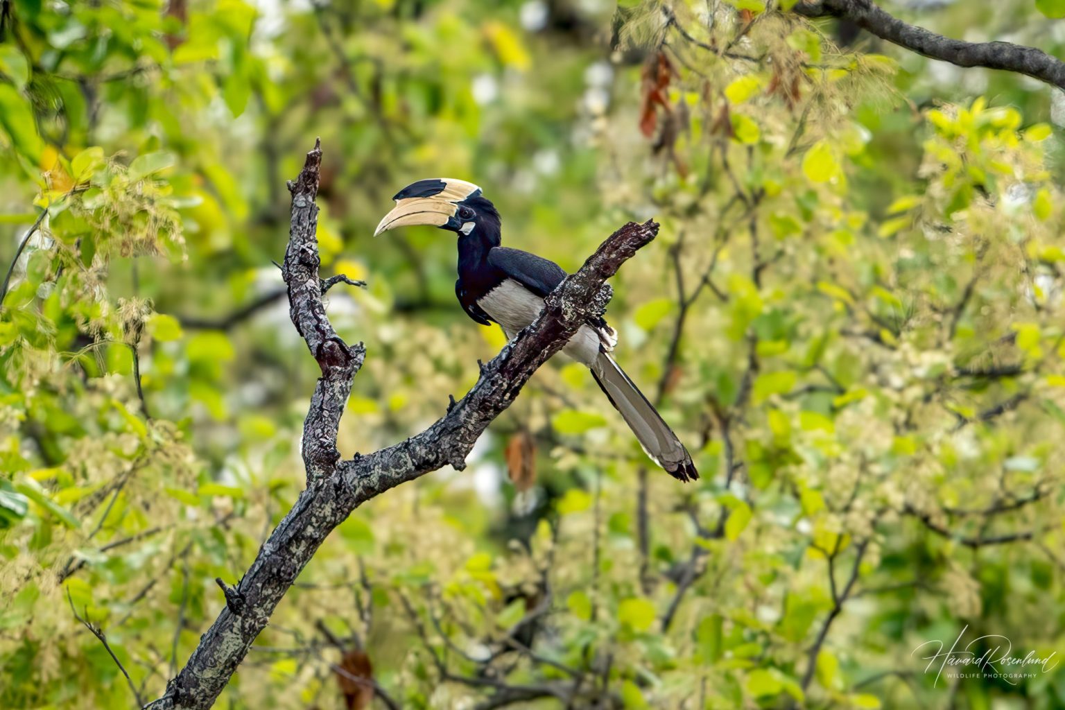 Malabar Pied Hornbill (Anthracoceros coronatus) @ Kanha National Park, India. Photo: Håvard Rosenlund