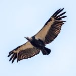 White-rumped Vulture (Gyps bengalensis) @ Pench National Park, India. Photo: Håvard Rosenlund
