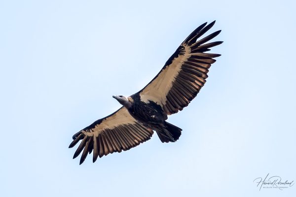 Bengalgribb (Gyps bengalensis) @ Pench National Park, India. Foto: Håvard Rosenlund